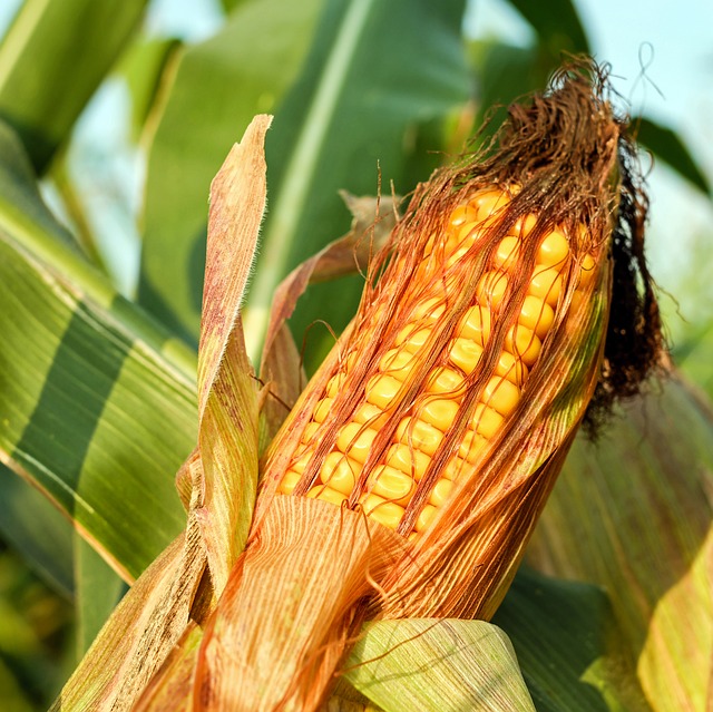 corn-on-the-cob-2941068_640