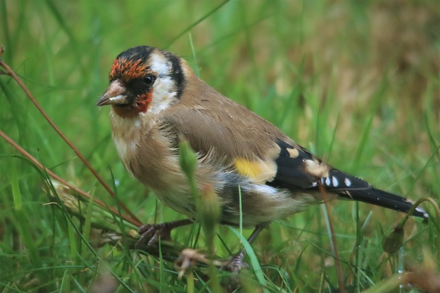 european-goldfinch-4975612_640