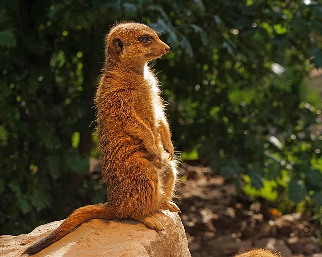 meerkat-1097581_640