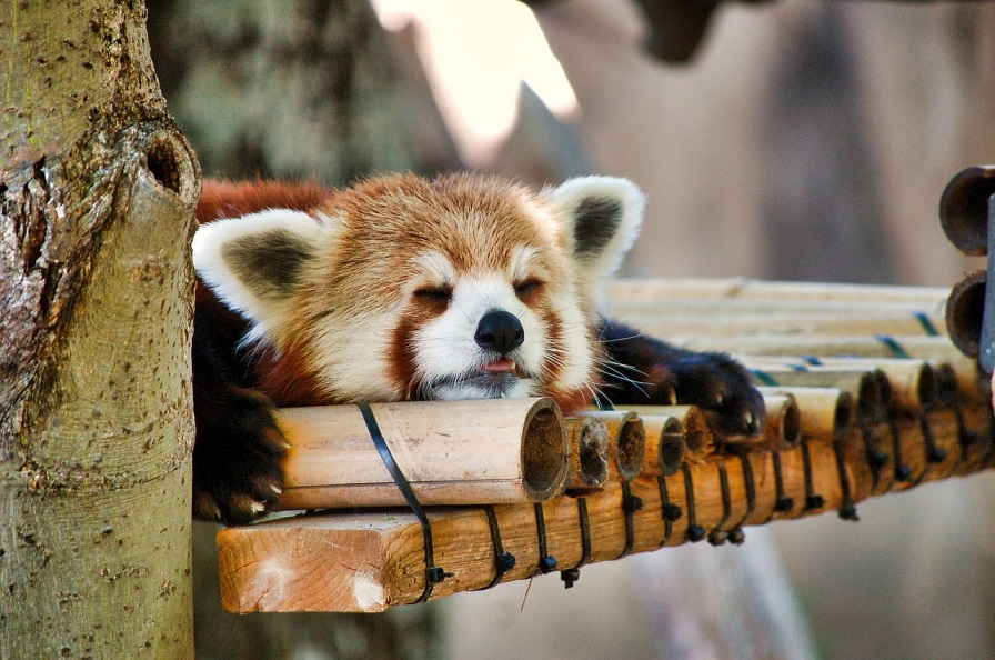 red-panda-3006441_1280