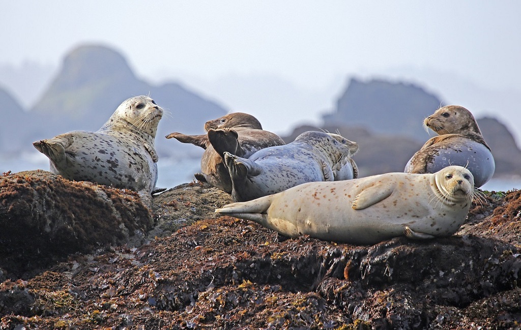 seals-902509_1280