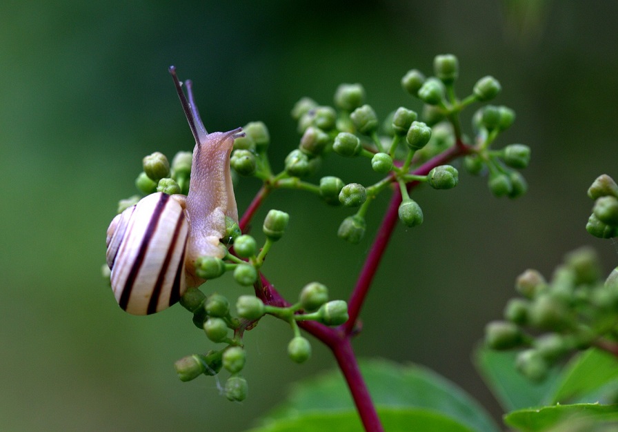 snail-2461187_1280